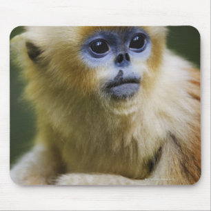 Mousepad Macaco dourado