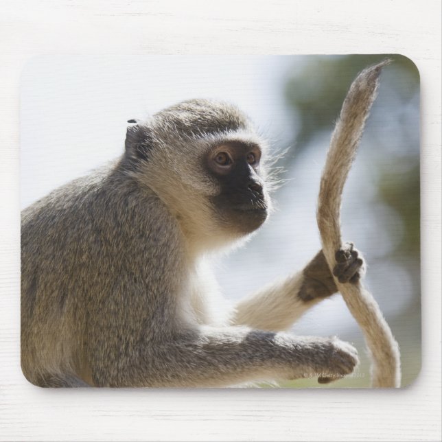 Mousepad Macaco-macaco-prego (Frente)