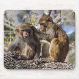 Mousepad Macacos de Silver Springs