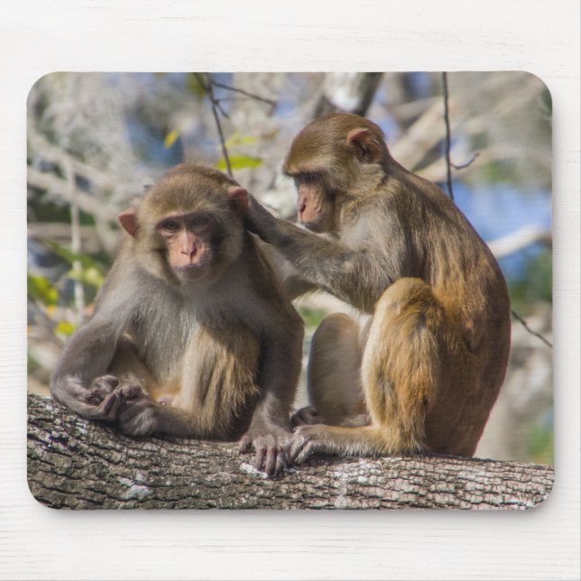 Mousepad Macacos de Silver Springs (Frente)