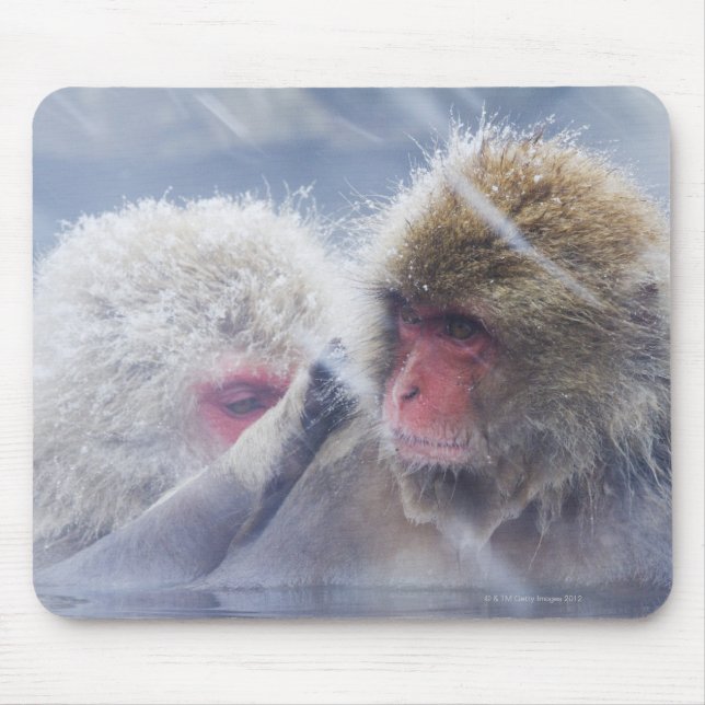 Mousepad Macacos Japoneses (Macaca fuscata) a crescer (Frente)
