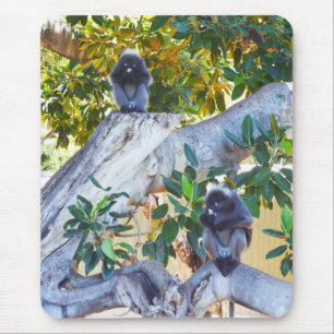 Mousepad Macacos-Langur Pretos Comendo, Bocal