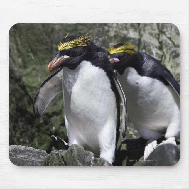 Mousepad Macaroni Penguins, Geórgia do Sul (Frente)