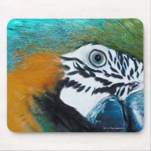 Mousepad MacawÊ Azul-e-amarelo