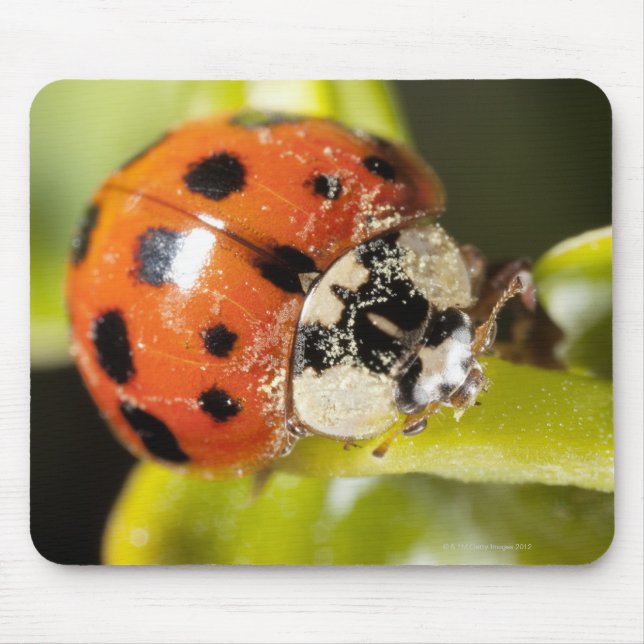 Mousepad Macro; Horizontal; Cor; Cor; Ninguém 2 (Frente)