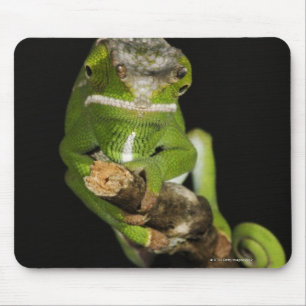 Mousepad Madagascar