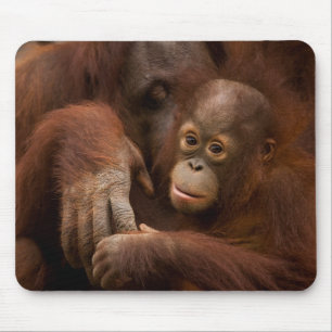 Mousepad Mãe de orangotango e bebê no zoológico