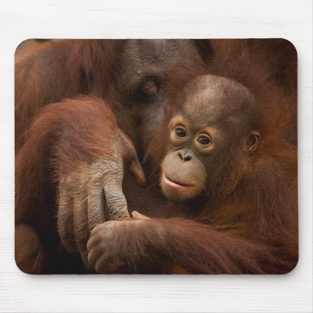 Mousepad Mãe de orangotango e bebê no zoológico (Frente)