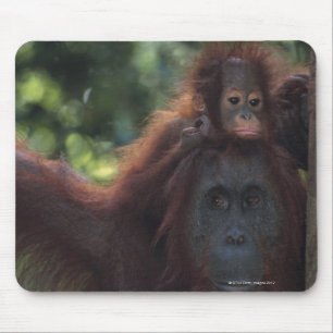 Mousepad Mãe do orangotango com bebê