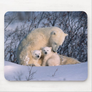 Mousepad Mãe Urso Polar Sentada Com Gêmeos,