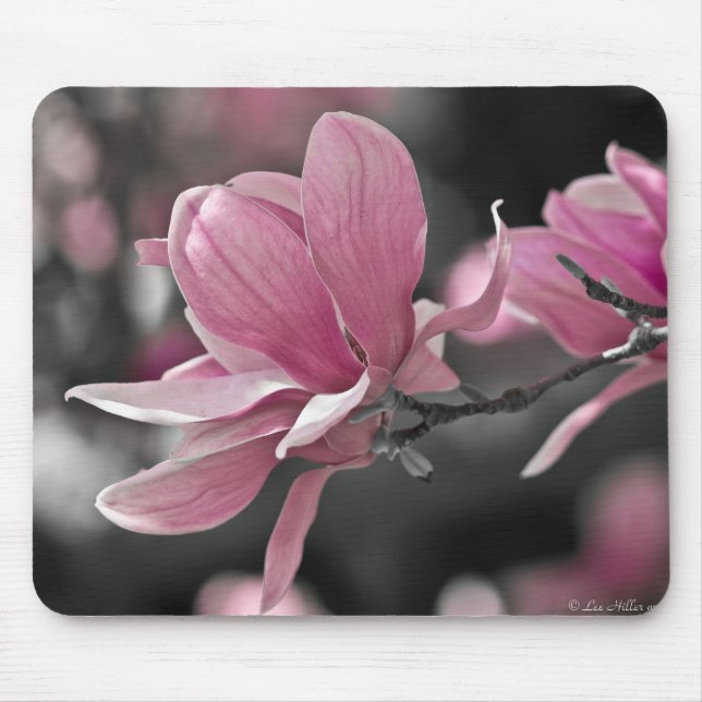 Mousepad Magnólia-Japonesa Saucer Rosa (Frente)