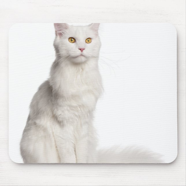 Mousepad Maine Coon (8 meses de idade) (Frente)