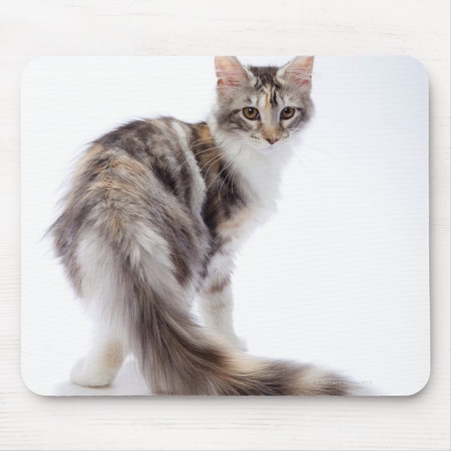 Mousepad Maine Coon cat (Frente)