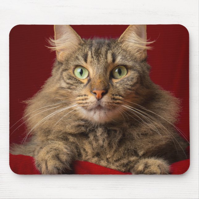 Mousepad Maine Coon para o Natal com colecionador (Frente)