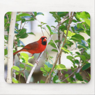 Mousepad Male Cardinal