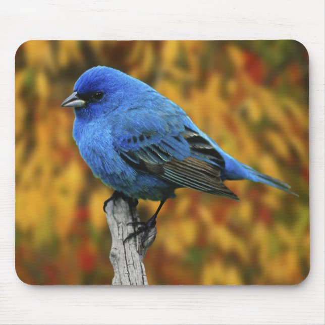 Mousepad Male Indigo Bunting, Passerina cyanea (Frente)