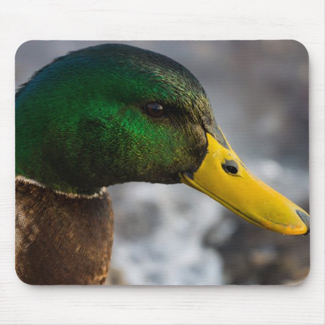 Mousepad Male Mallard Portrait (Frente)
