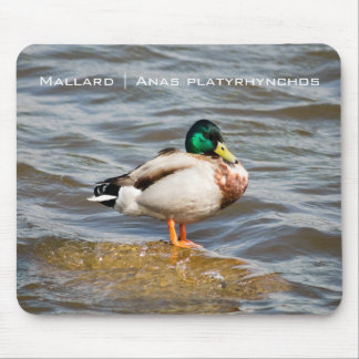 Mousepad Mallard Drake