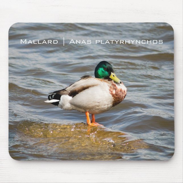 Mousepad Mallard Drake (Frente)