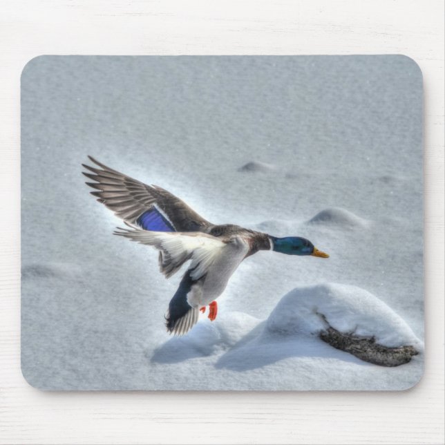 Mousepad Mallard Drake Birdlover Wildlife Foto (Frente)