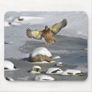 Mousepad Mallard Duck Birdlover Wildlife Foto