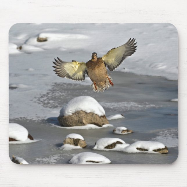 Mousepad Mallard Duck Birdlover Wildlife Foto (Frente)