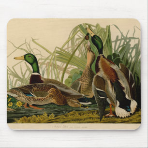 Mousepad Mallard Duck - Pincel de Ave Audubon