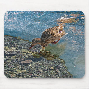 Mousepad Mallard Duck Wildlife Foto para amantes de aves