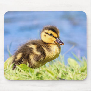 Mousepad Mallard Duckling