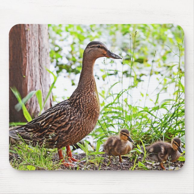 Mousepad Mallard e Ducklings por Shirley Taylor (Frente)
