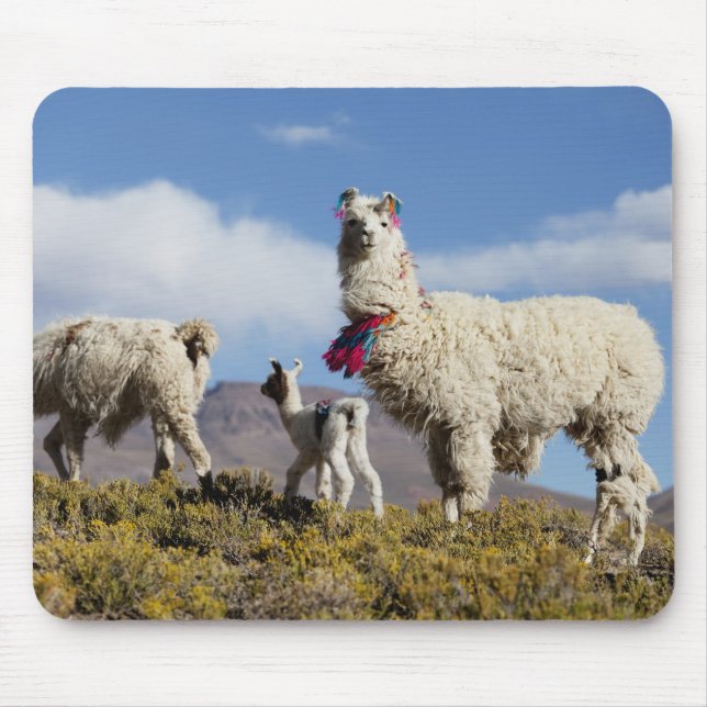 Mousepad Manada de lama decorada nas montanhas Puna, Andes  (Frente)