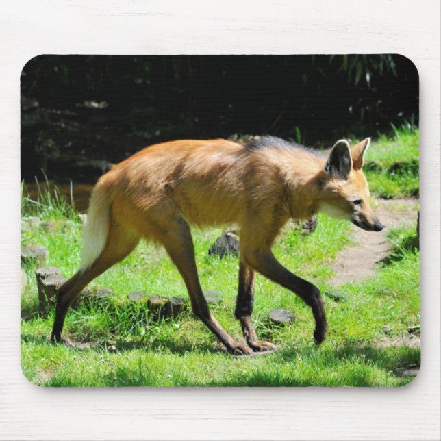 Mousepad Maned Wolf andando na grama (Frente)