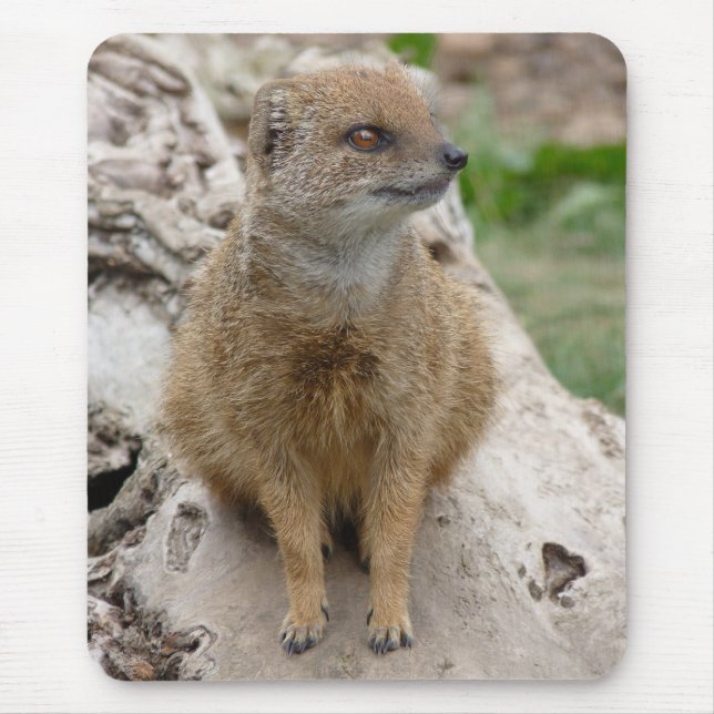 Mousepad Mangusto amarelo (Frente)