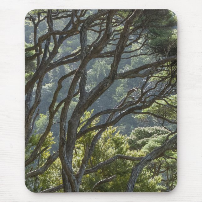 Mousepad Manuka Tree Forest Nova Zelândia (Frente)