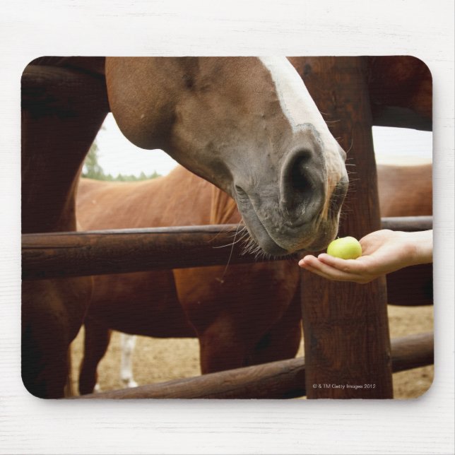 Mousepad Mão alimentando um cavalo de maçã. (Frente)