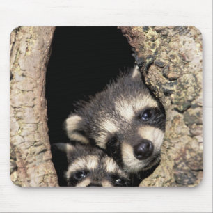 Mousepad Mapeh guaxinins em cavidade de árvore Procyon