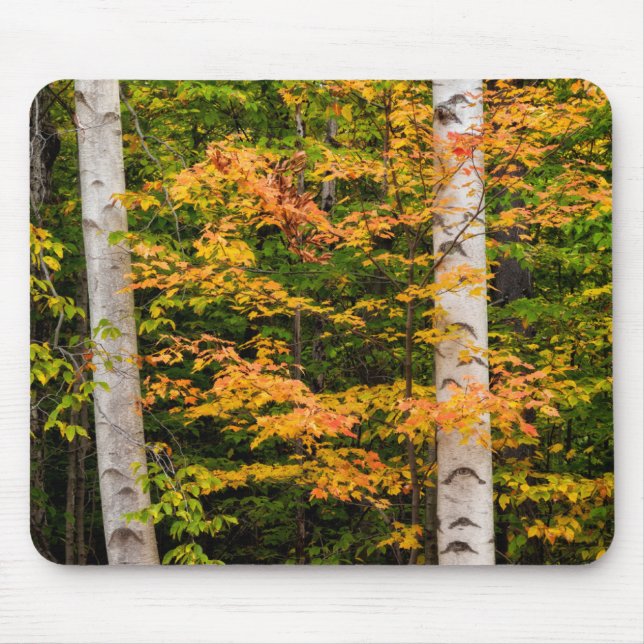 Mousepad Maple & White Birch | Montanhas brancas, NH (Frente)