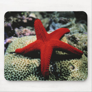 Mousepad Mar Vermelho dos peixes da estrela