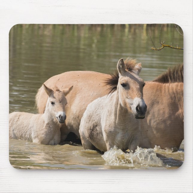 Mousepad Mare com Foal Cruzando um Rio (Frente)