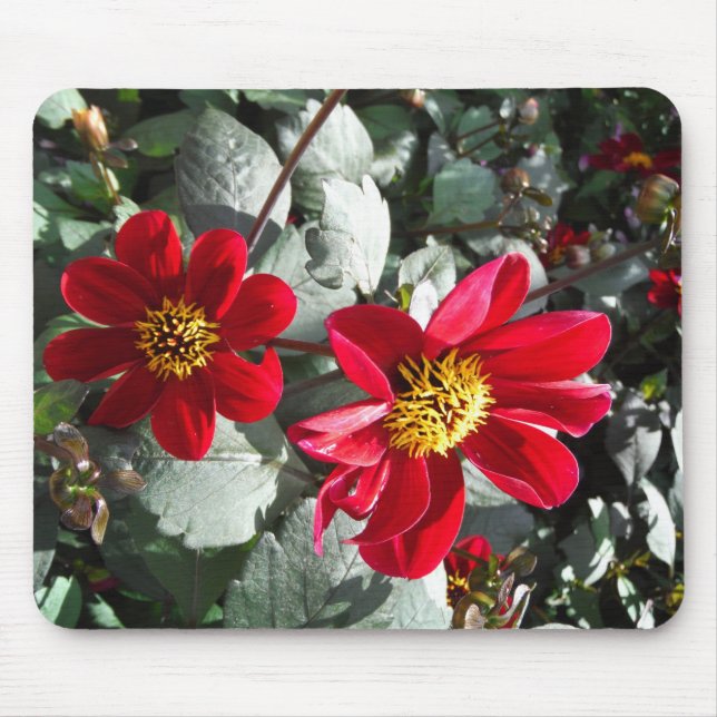 Mousepad margarida rosa-vermelha / flores das margaridas (Frente)