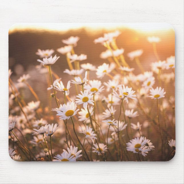 Mousepad Margaridas de Oxeye do por do sol (Frente)