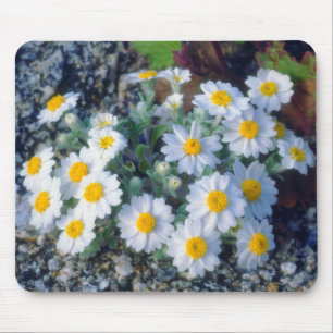 Mousepad Margaridas Lanudas Flores Silvestres