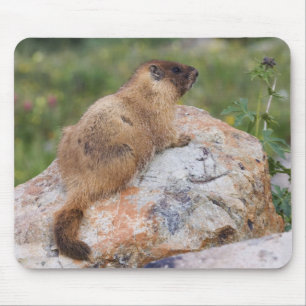 Mousepad Marmot, Marmota flaviventris, de barriga amarela,
