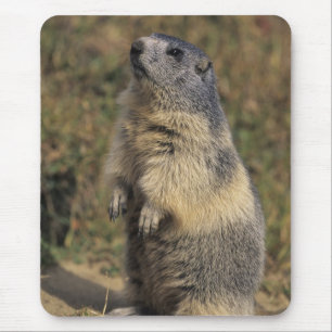 Mousepad Marmota alpina, marmota do Marmota, posição adul