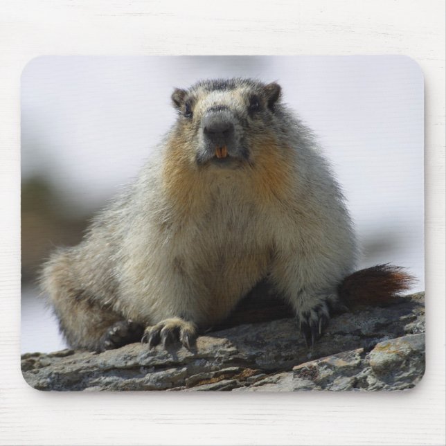 Mousepad Marmota inchada amarelo (Frente)