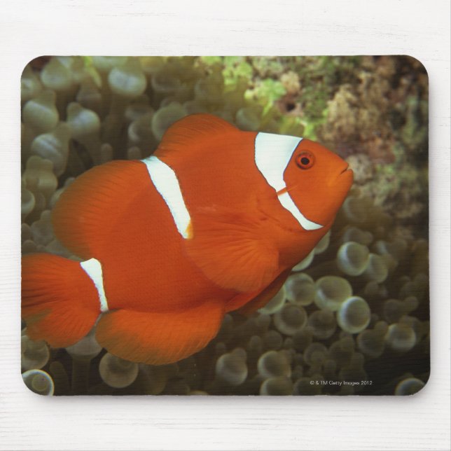Mousepad Maroon Cownfish com anêmona-do-mar (Frente)