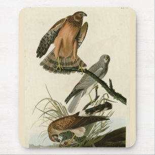 Mousepad Marsh Hawk das Aves da América de Audubon