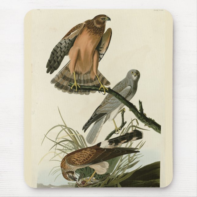 Mousepad Marsh Hawk das Aves da América de Audubon (Frente)