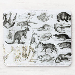 Mousepad Marsupialia, Monetremata, Edentata