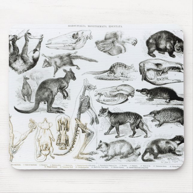 Mousepad Marsupialia, Monetremata, Edentata (Frente)